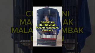 Cendet Vs Pelatuk Beras cendet cendetgacor cendetmania cendetindonesia cendetprestasi