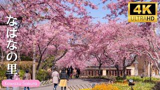 Enjoy Kawazu Cherry Blossoms in Nabana no Sato - Day and Night  Walk - なばなの里 by Hi Japan 1,375 views 2 months ago 15 minutes