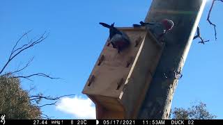 Testbox Galahtree 210520 4Xff