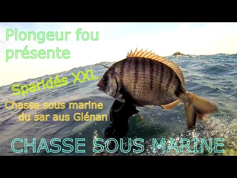 A la recherche du sar dans l'archipel des GlÃ©nan (hors rÃ©serve) Images tournÃ©es lors d'une sortie avec le Clar. Epsealon. Spearfisching. Pescasub marina.