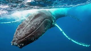 Message from Prince Hussain for World Ocean Day