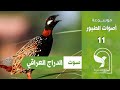 صوت حجل اسود دراج عراقي سبت سبته Black Francolin Sound 