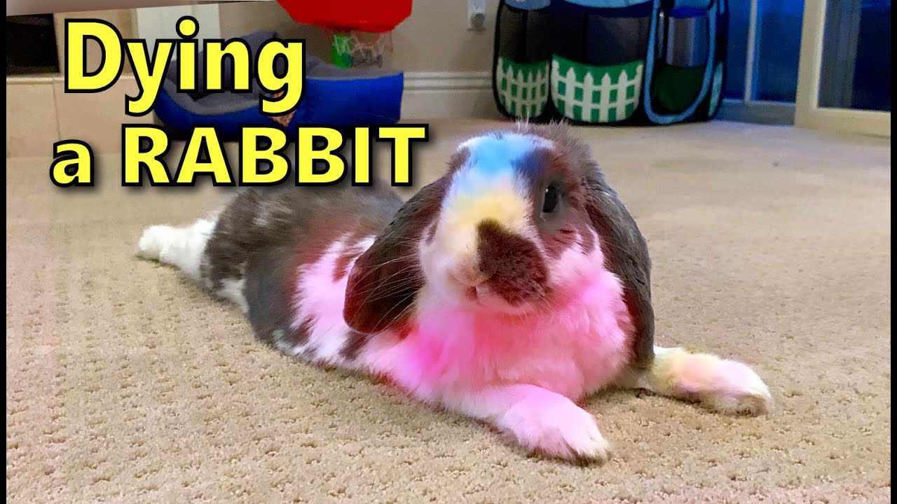 Dying Rabbit Fur Safely | How to color dye a bunny - YouTube