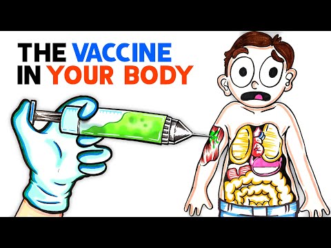 What The COVID Vaccine Does To Your Body