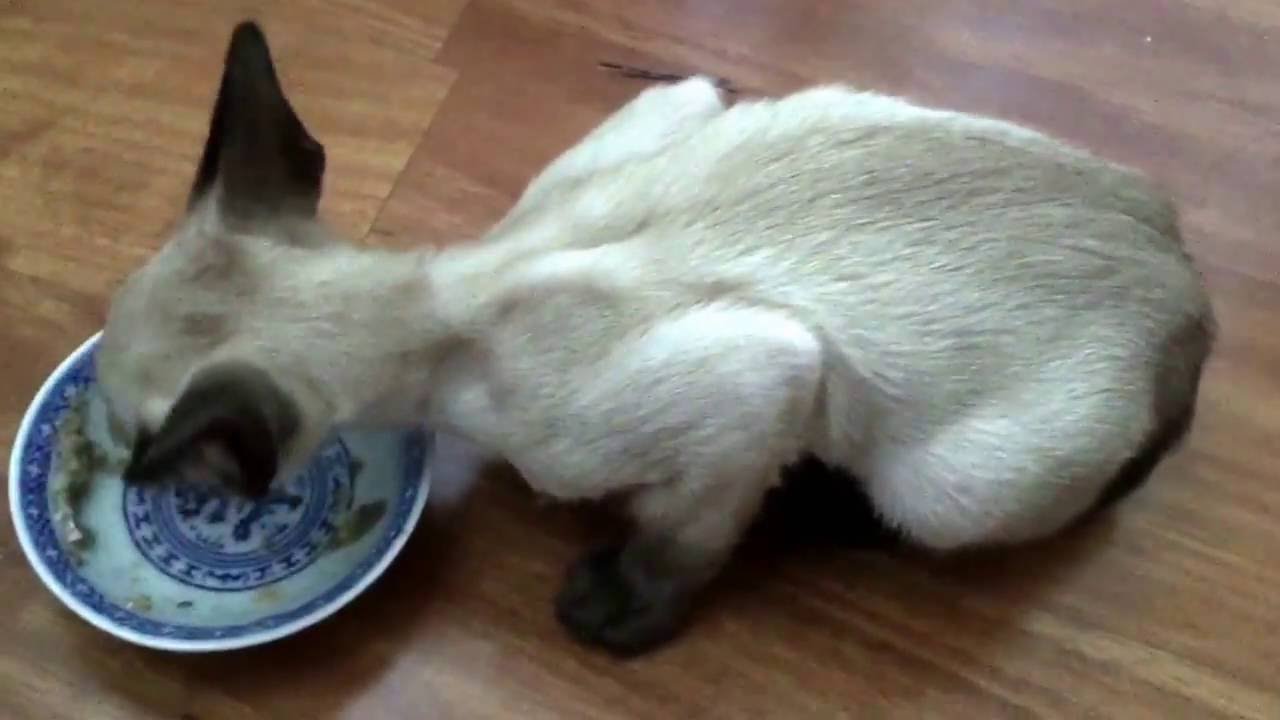 Noisy Siamese Kitten Eating YouTube