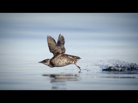 Mystery of the Murrelets- Lisa Landers