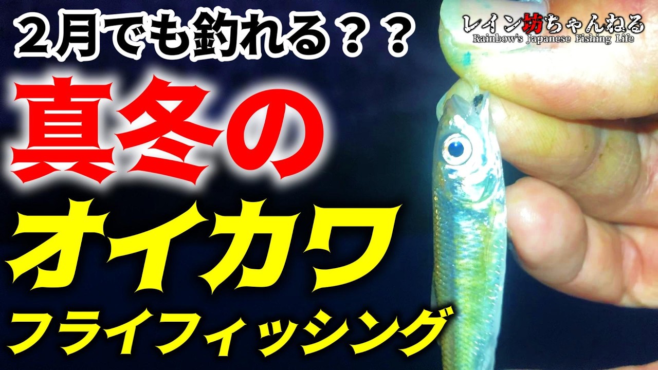 【オイカワ釣り】２月でも釣れる？？真冬のオイカワフライフィッシング！！！！
