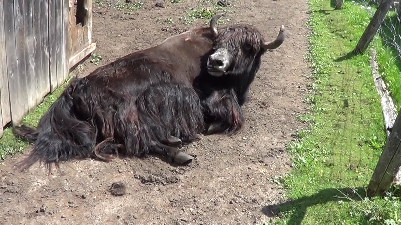 Saunders Critters Country Zoo Ontario 20 Juillet 2015 YouTube