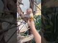 Little Mochi is lying in the tree waiting for her mother to buy bananas to eat.
