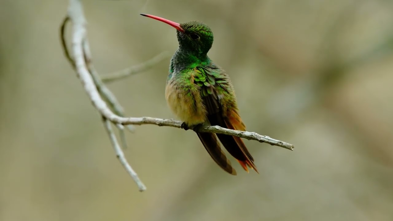 Buff-Bellied Humming bird