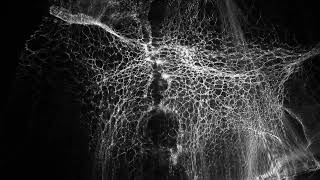 Transient Reflection S (2022)