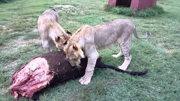 Zuberi and Araali in their temporary enclosure | J...