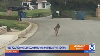 West Hollywood residents concerned over ‘frightening’ coyote sightings