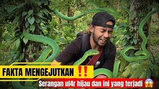 Download Lagu BUKAN SETTING ‼️Serangan Ular Hijau?! Detik-Detik Jantung Hampir Copot 😨🔥 MP3