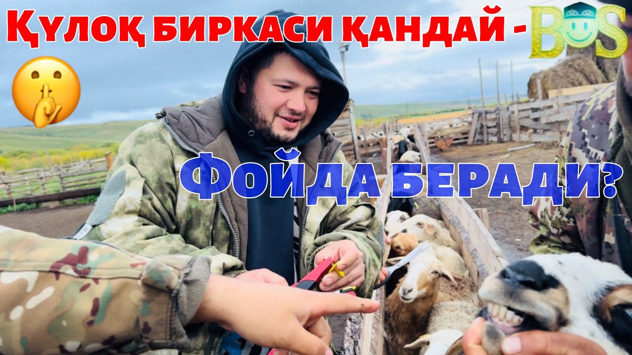 Қулоқ биркаси қандай фойда беради?#рекомендация #чорвачилик #узбекистан #фермерлик #куйлик #природа 