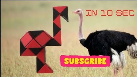 ostrich bird with snake cube                     #snakecube #ostrich #birds #cuber