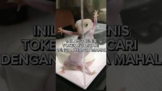 WOW‼️3 JENIS TOKEK YG DICARI DENGAN HARGA MAHAL?😱#short#hewanpaingmahal