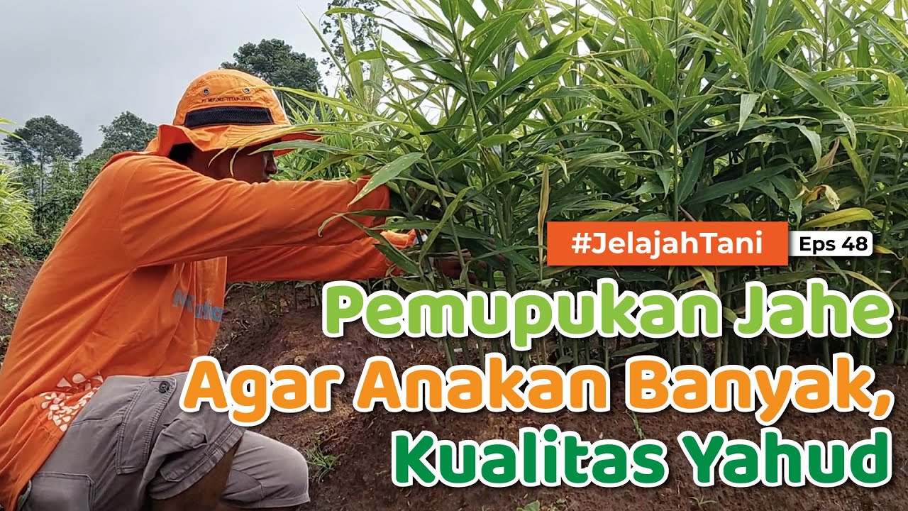 PEMUPUKAN JAHE - Anakan Banyak, Kualitasnya Hot 🔥🔥 | KANG ANDRI - Jelajah Tani #48