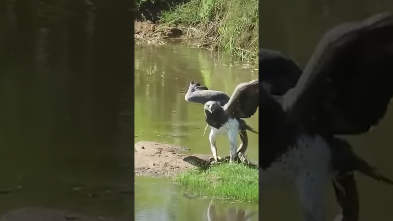 Eagle ATTACKS Monitor Lizard! 🦅VS🦎