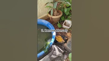 How To Get Rid Pond Algae #pond #aquarium #fishtankmaintenance #algaecontrol #reels #shorts #viral