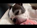 Sleepless Boston Terrier Episode 58