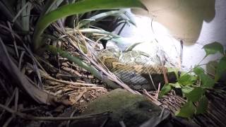 CARPET PYTHON IN GUANABA