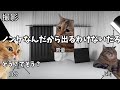 【遅漏編】ホモビデオ制作会社アルバイトの日常 #猫ミーム #猫マニ