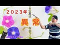 超次元ライブ294【２０２３年この夏は異常なの？！】ミナミAアシュタール