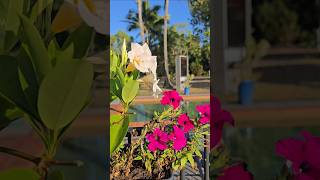 Coastal life at a retreat #cairns #eastcoastaustralia #travel #fnq #nature