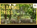 Get started with permaculture plant trees