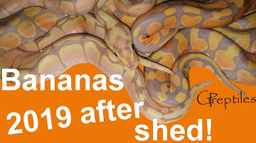 Bananas after shed! Ball Python Clutch #6 in 2019!