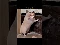 how dare you 🤣🤣.  #shortvideos #reels #viral #comedy #modivlog #trending #funny #explore #foryou