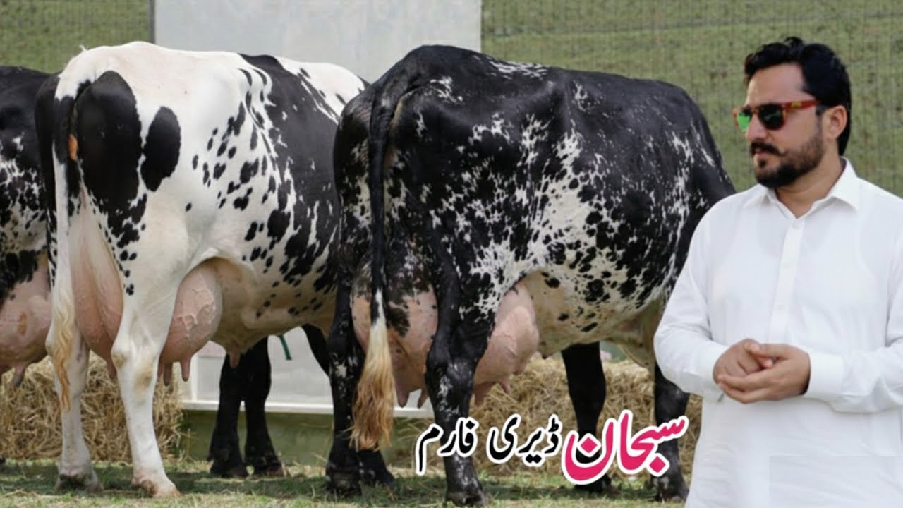 Subhan Dairy Farm | Girlando Cross Cow | Cow Sale In Punjab | 30 KG Doodh Wali Cow | Po Janwar Mandi