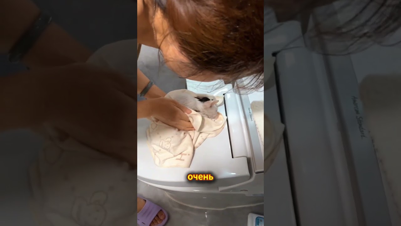 Добрая женщина спасает бедного маленького котенка во время грозы! 