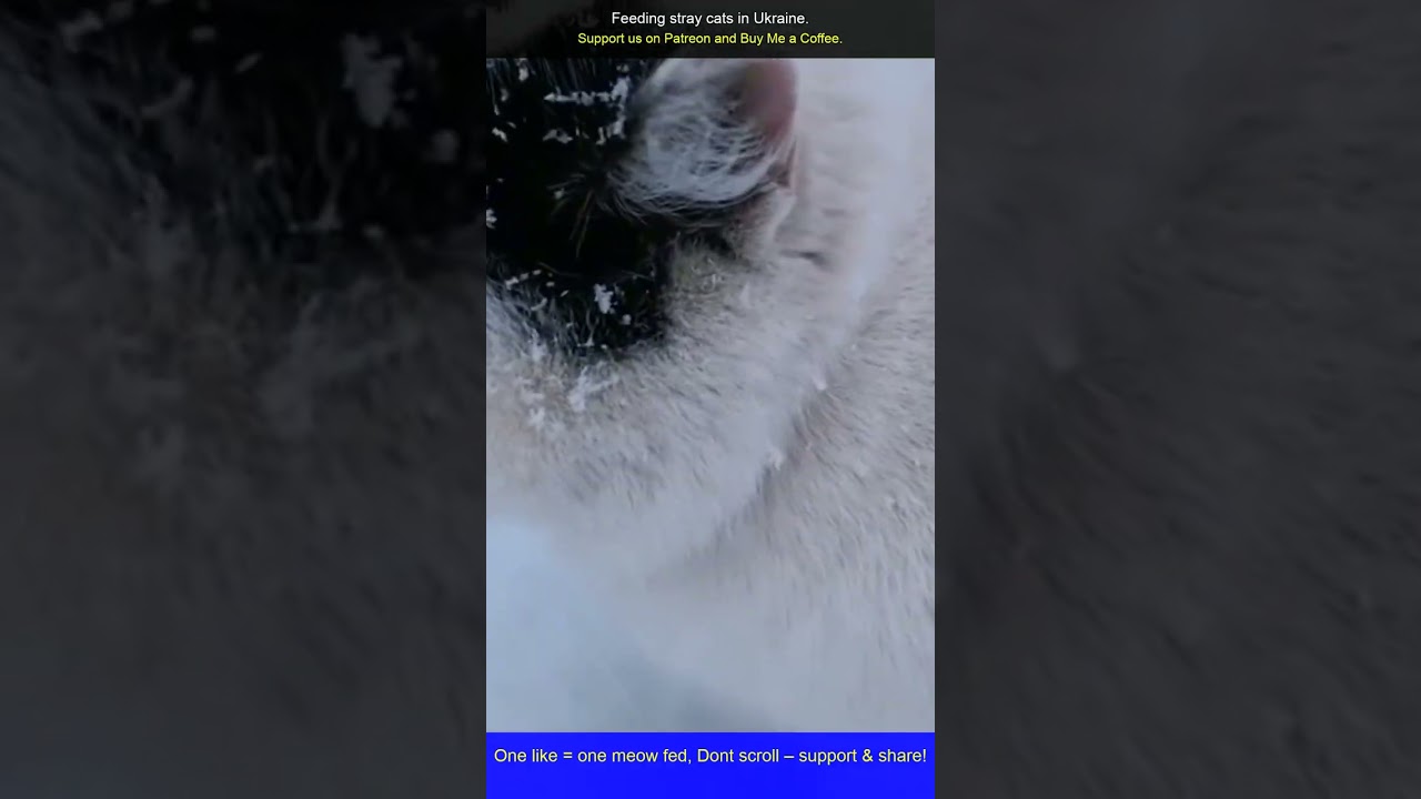 Feeding Cats in Ukraine’s Empty Streets