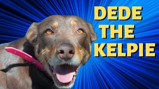 DEDE the Kelpie  Most Loyal Dog  Told By Stuart