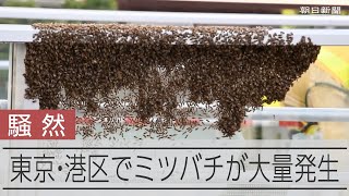 歩道橋にミツバチが大量発生　「巣分かれ」に伴う現象か　東京・港区