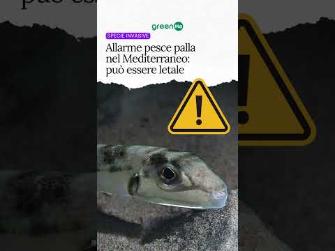 Video Allarme pesce palla nel Mediterraneo puo? essere letale