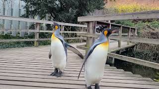 Penguin Walk | Basel Zoo @videoszoobasel | Switzerland