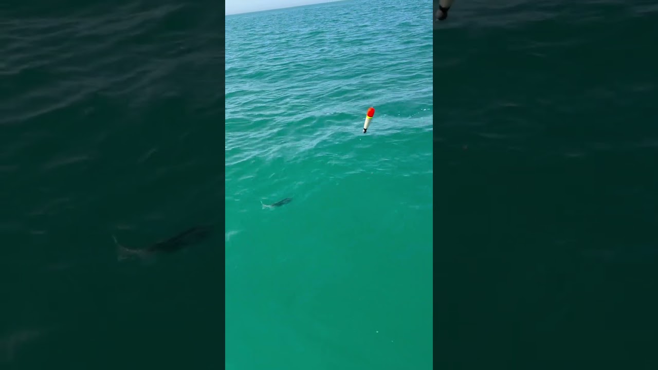 Bass absolutely smashing the floats 