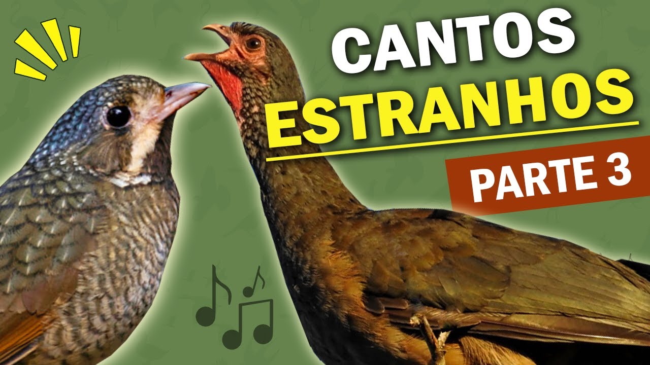 AVES com CANTOS ESTRANHOS (PARTE 3) | 12 PÁSSAROS brasileiros com vocalização estranha ou diferente