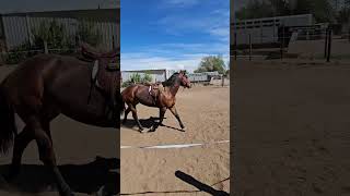 Ruby is demonstrating her abilities to walk, trot, canter, easy, whoa commands.