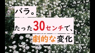 たった30センチで、バラが劇的な変貌を遂げました!