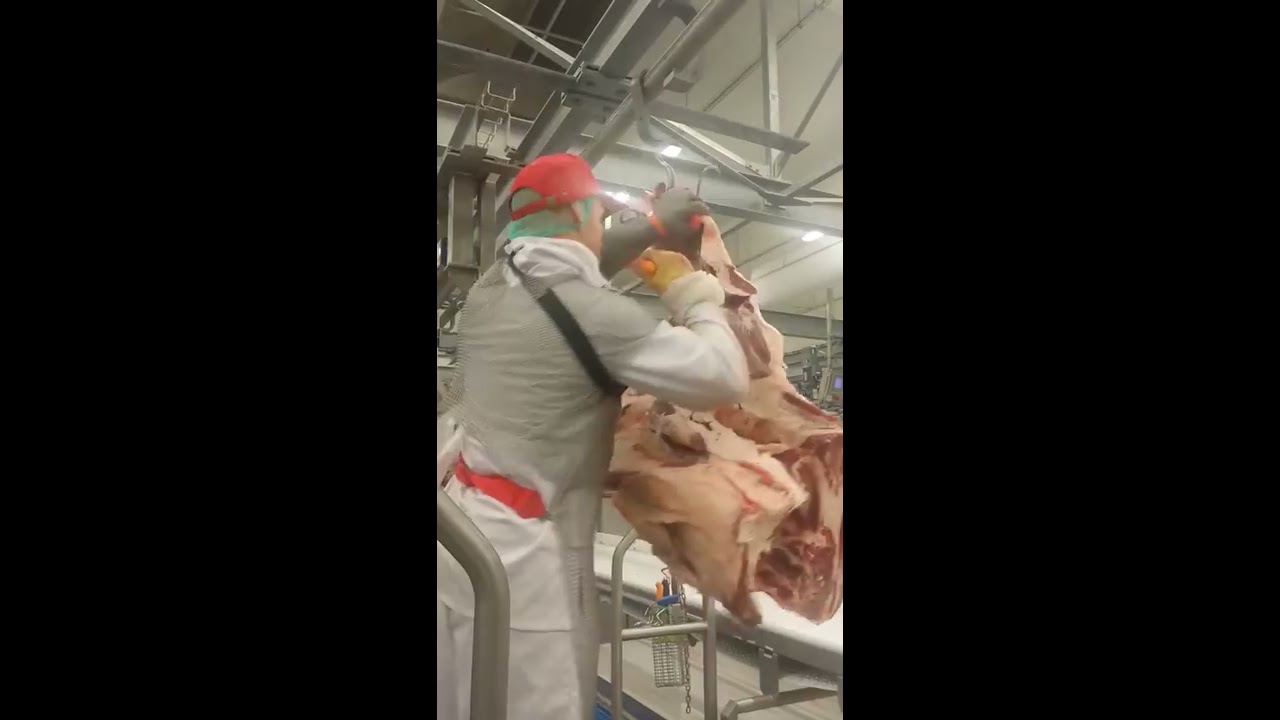Beef Boning - Forequarter