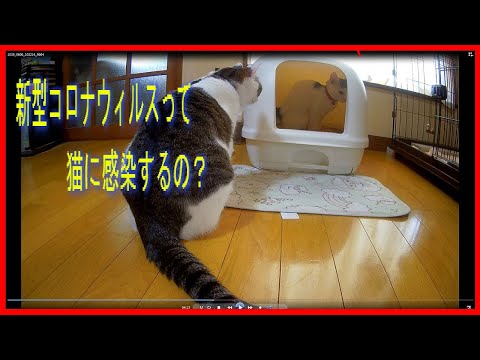 新型コロナウィルスって猫に感染するの？-スマホ撮影