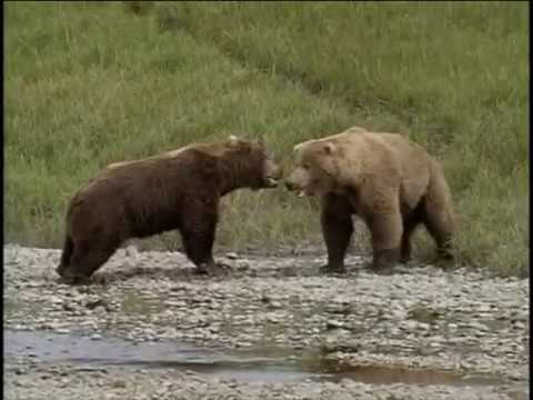 Vídeo: Os Trailers Da Yakuza Mostram Batalhas De Dança E Lutas De Ursos