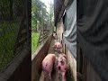 Cerdas de remplazos , nuestras futuras madres 😍🐷