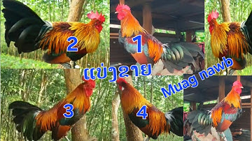 qaib dib qaib qus f2 f3 noob qaib daj zoo nraug kawg nyiam noog tau