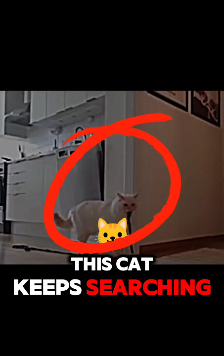 Cat lost his home#catlover  #cats #viralvideo