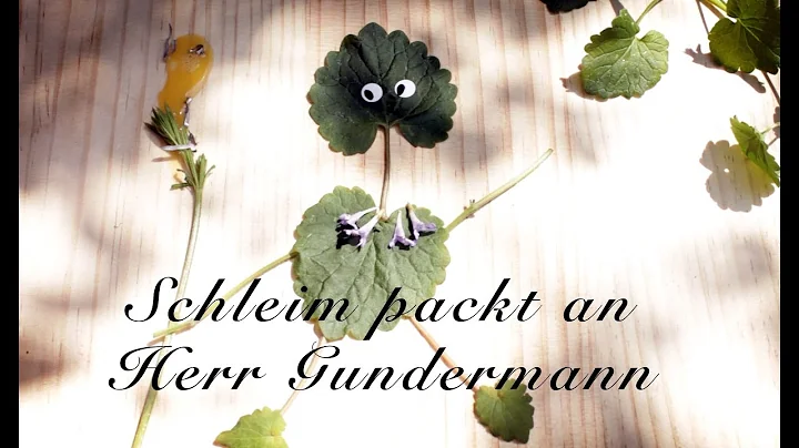 Schleim packt an Herr Gundermann - Viriditas Heilpflanzen-Vid...